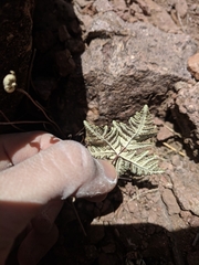 Notholaena standleyi