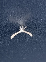 Platyptilia carduidactylus