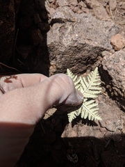 Notholaena standleyi