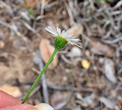 Erigeron modestus