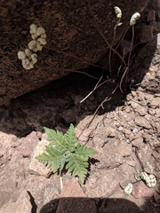 Notholaena standleyi
