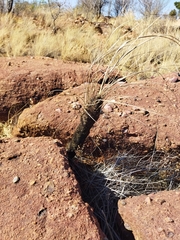 Xerophyta retinervis