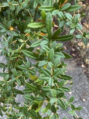 Berberis julianae