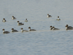 Podiceps occipitalis