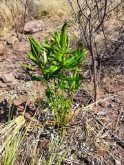 Fadogia homblei