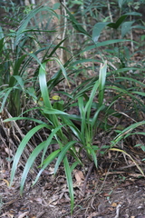 Dianella pavopennacea
