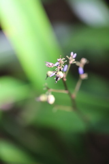 Dianella pavopennacea