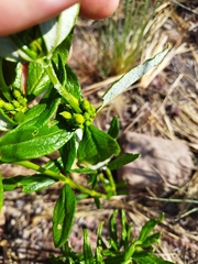 Fadogia homblei