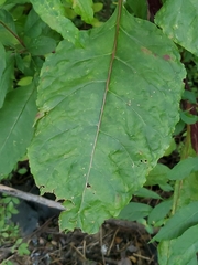 Pokeweed mosaic virus
