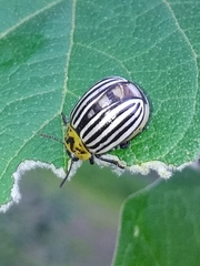 Leptinotarsa undecimlineata