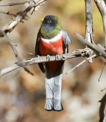 Trogon elegans