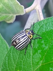 Leptinotarsa undecimlineata