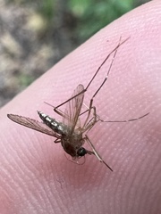 Aedes vexans
