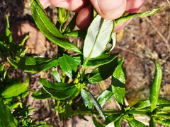 Fadogia homblei