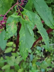 Pokeweed mosaic virus