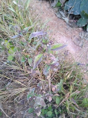 Mosla dianthera
