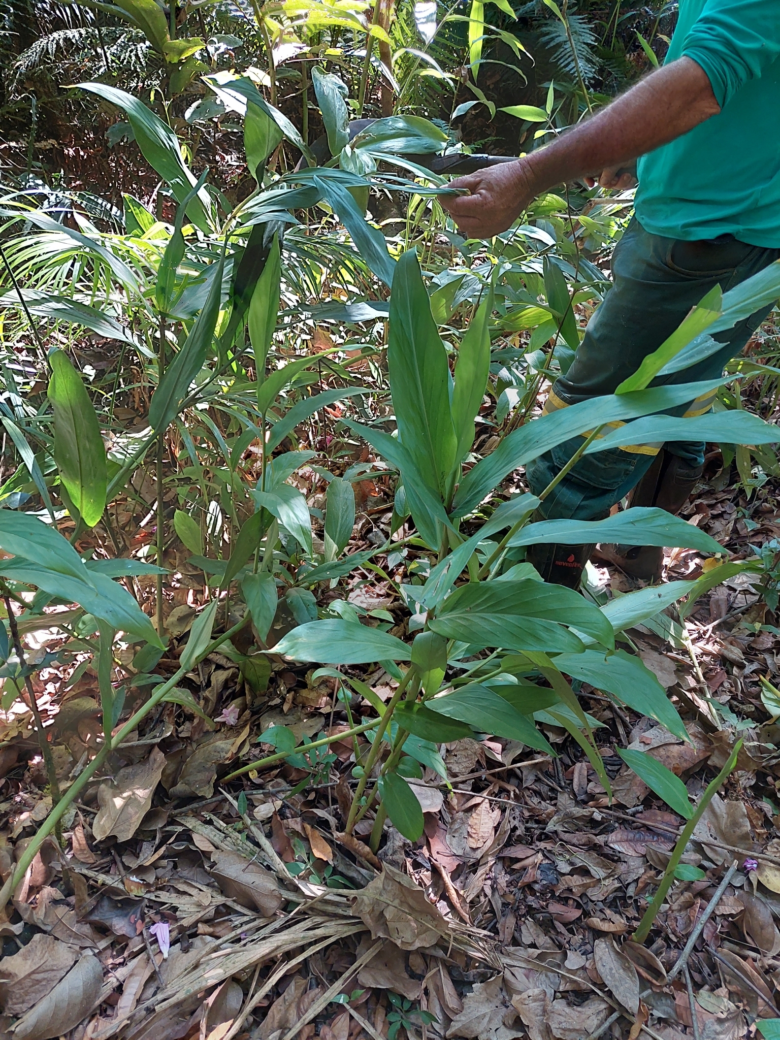 Hedychium coronarium