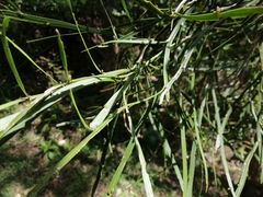 Carmichaelia australis