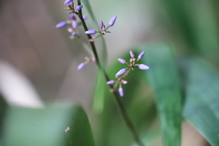 Dianella pavopennacea