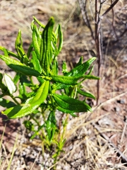 Fadogia homblei