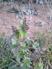 Mosla dianthera
