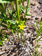 Fadogia homblei
