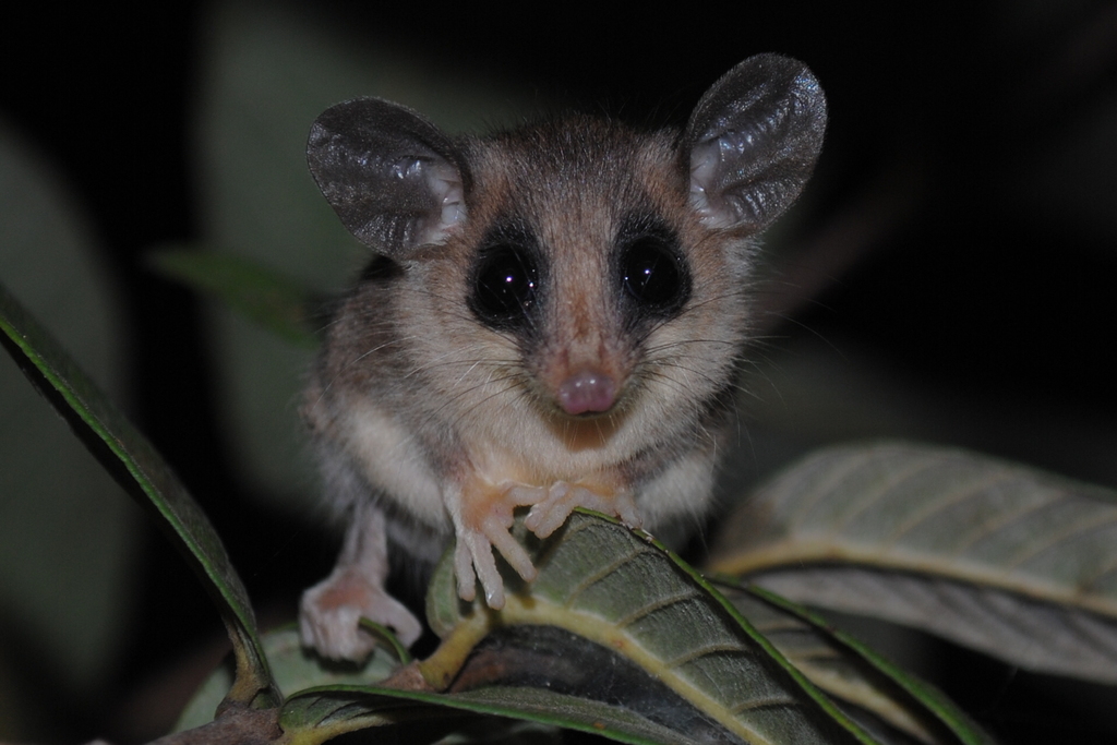 Northern mouse opossum