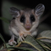 Northern Mouse Opossum - Photo (c) losbiologos, some rights reserved (CC BY-NC-ND), uploaded by losbiologos