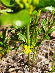 Fadogia homblei