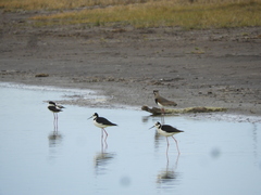 Himantopus mexicanus melanurus