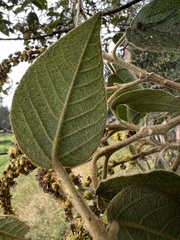 Croton coriaceus
