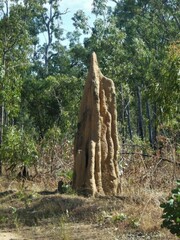 Nasutitermes triodiae