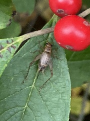 Anaxipha exigua
