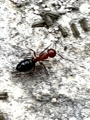 Camponotus decipiens