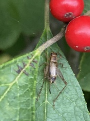 Anaxipha exigua