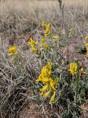 Corydalis aurea