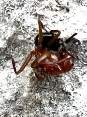 Camponotus decipiens