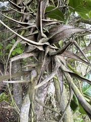 Tillandsia incarnata