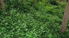 Tradescantia fluminensis