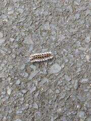 Lophocampa roseata