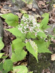 Eurybia