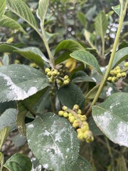 Varronia cylindrostachya