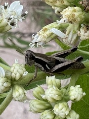 Phaedrotettix