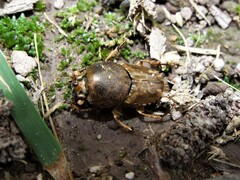 Euoniticellus intermedius