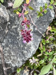 Thymus pulegioides