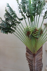 Ravenala madagascariensis
