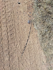 Hystrix africaeaustralis