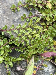 Thymus pulegioides