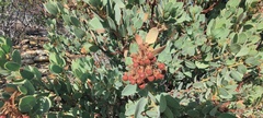 Arctostaphylos pringlei drupacea