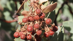 Arctostaphylos pringlei drupacea